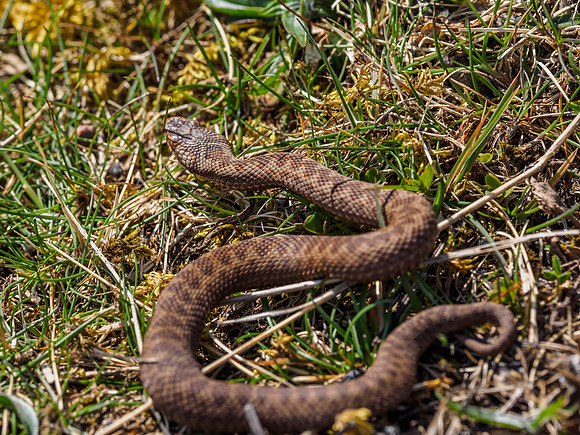 Young Adder (Vipera berus) [1904033]