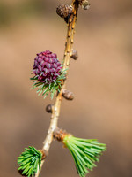 European Larch (Larix decidua) Flower (2) [1904014]