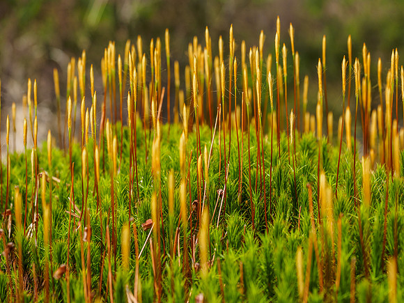 Arty Moss Shot [1904049]