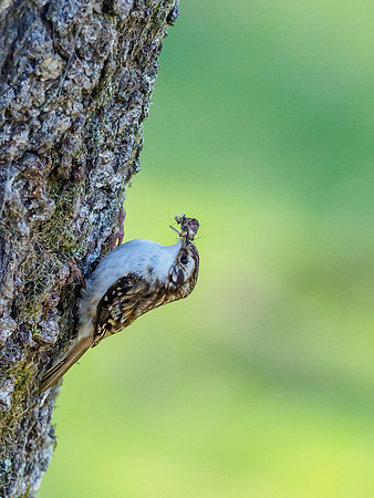 Feeding Treecreeper (Certhia familiaris) [1904074]