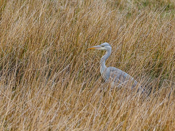 Grey Heron (Ardea cinerea) (2) [1904046]