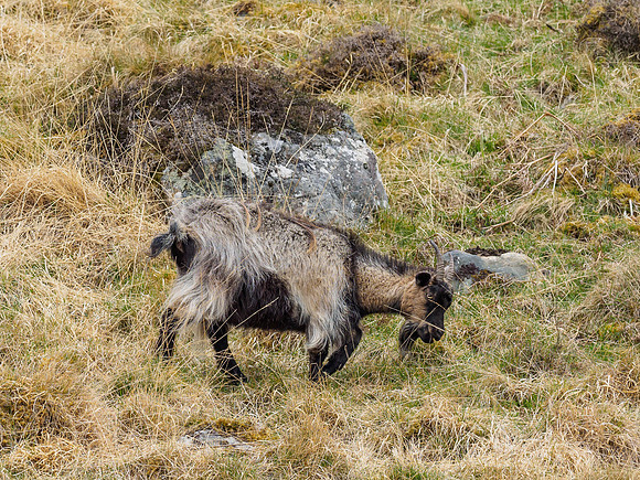 Strathfarrar Feral Goats (1) [1904036]