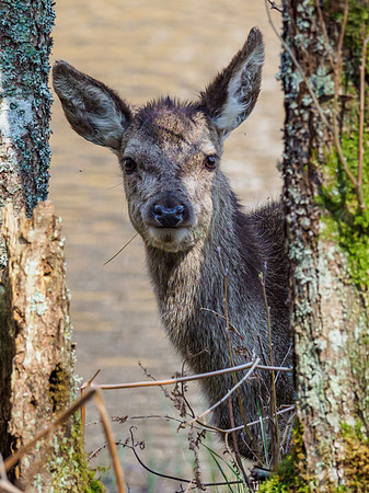 Deer's Ears [1904027]