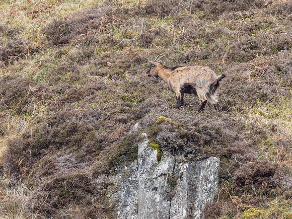 Strathfarrar Feral Goats (3) [1904040]