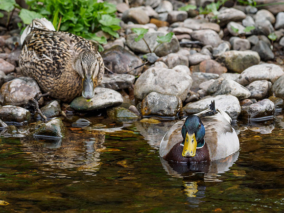 Mr & Mrs Mallard (Anas platyrhynchos) [1904066]