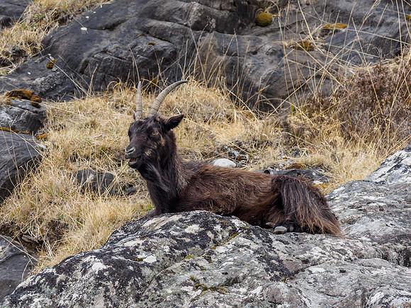 Strathfarrar Feral Goats (7) [1904044]