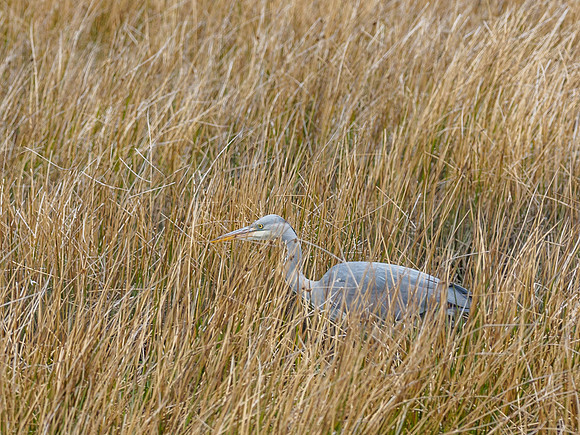 Grey Heron (Ardea cinerea) (1) [1904045]