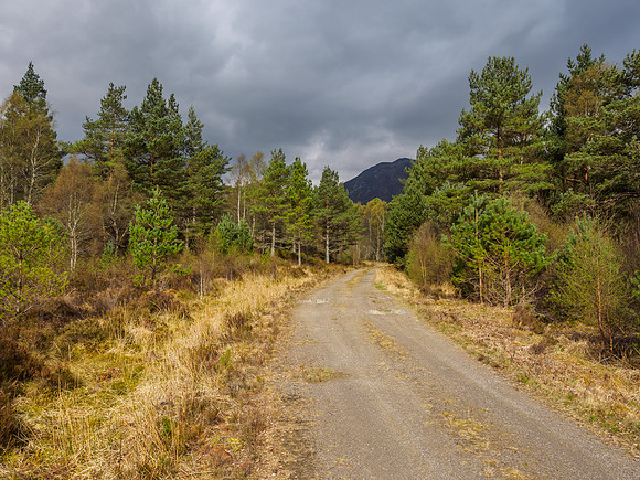 Forestry Track and Moody Sky [1904048]