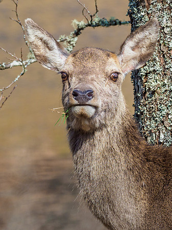 Female Red Deer (4) [1904024]