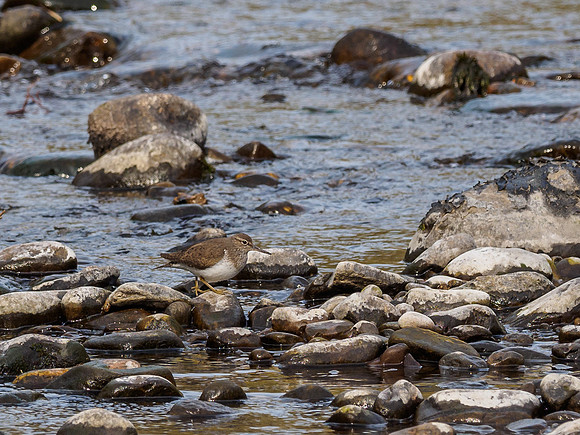 Common Sandpiper (Actitis hypoleucos) [1904032]