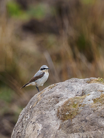 Wheatear (Oenanthe oenanthe) [1904063]