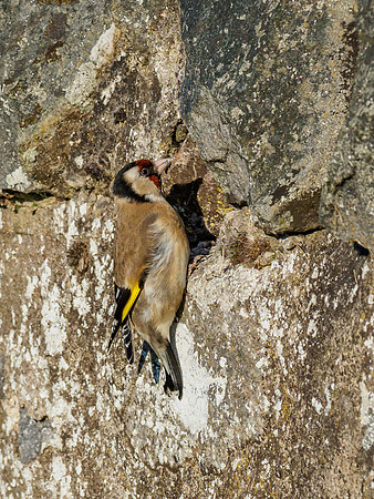 Goldfinch (Carduelis carduelis) on a Wall [1904004]