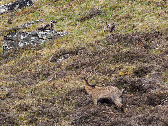 Strathfarrar Feral Goats (5) [1904042]