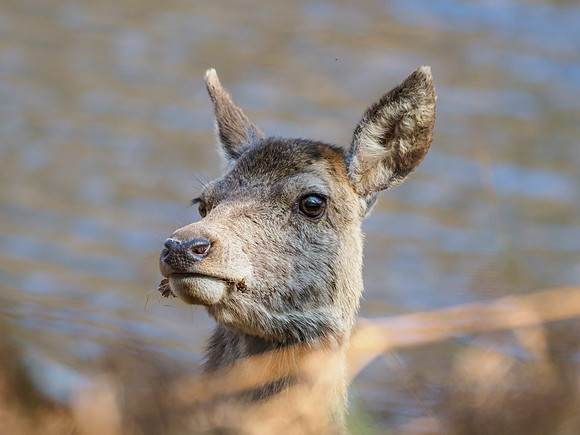 Female Red Deer (1) [1904021]