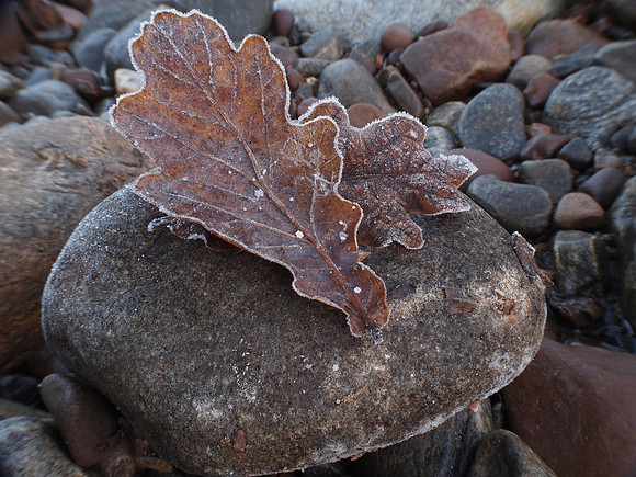 20121201-Urquhart Bay Wood-SC010181