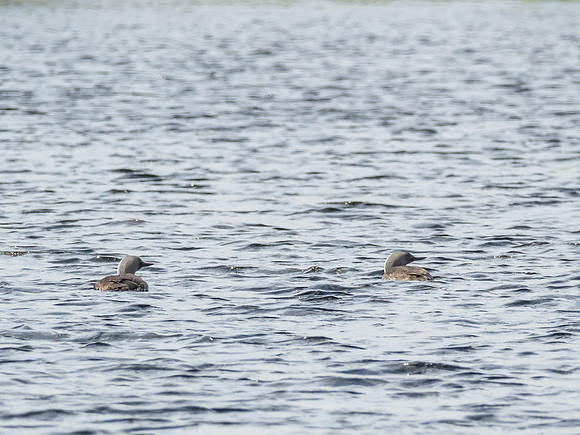 Red Throated Diver (Gavia stellata) (3) [1906048]