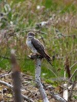 Female Cuckoo (Cuculus canorus) (4) [1906014]
