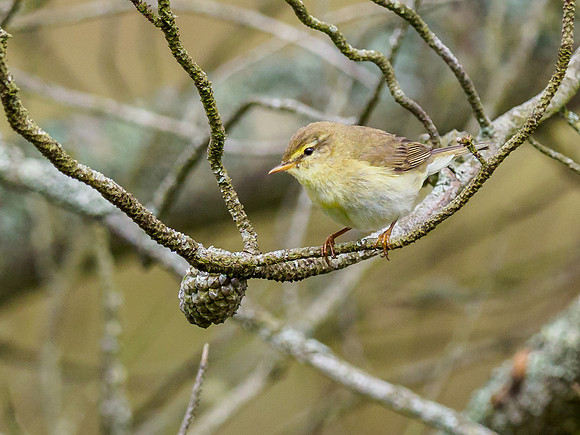 Willow Warbler (Phylloscopus trochilus) (1) [1906019]
