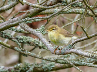 Willow Warbler (Phylloscopus trochilus) (2) [1906020]