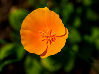 Orange Poppy (2) [1906053]