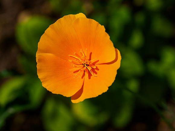 Orange Poppy (2) [1906053]