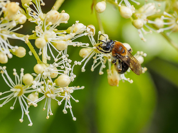 Bee (2) [1906035]