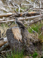 Female Cuckoo (Cuculus canorus) (5) [1906015]