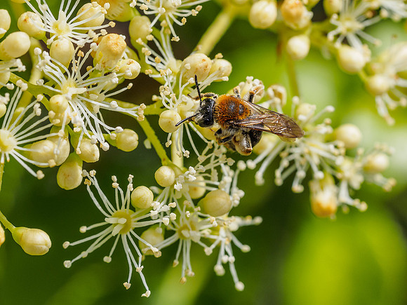 Bee (3) [1906036]