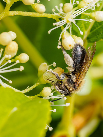 Bee (1) [1906033]