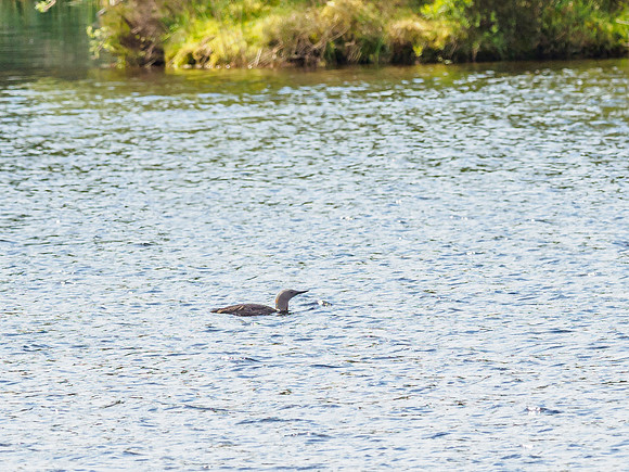 Red Throated Diver (Gavia stellata)