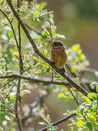 Juvenile Stonechat (Saxicola rubicola)