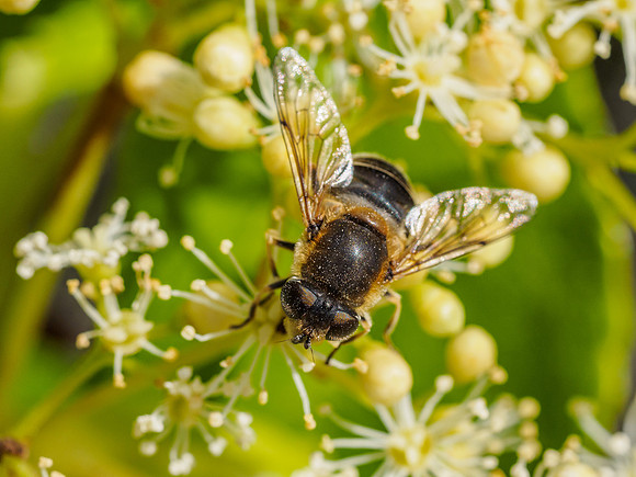 Hoverfly (Eristalis pertinax) [1906034]