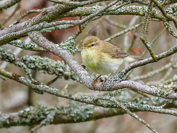 Willow Warbler (Phylloscopus trochilus) (3) [1906021]