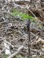 Female Cuckoo (Cuculus canorus) (1) [1906011]