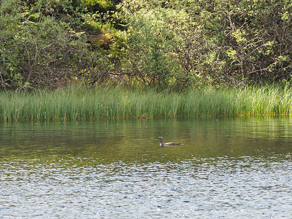 Red Throated Diver (Gavia stellata) (2) [1906044]