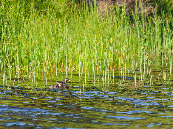 Little Little Grebes (3) [1906042]