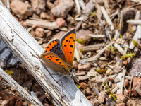 Small Copper Butterfly (Lycaena phlaeas) (1) [1906010]