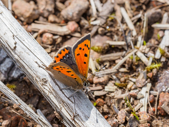 Small Copper Butterfly (Lycaena phlaeas) (1) [1906010]