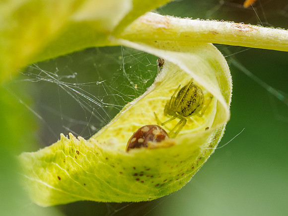 Green Orb-Weaver Spider (Araniella cucurbitina) [1906032]
