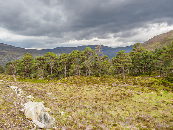 Glen Cannich View (3) [1906026]