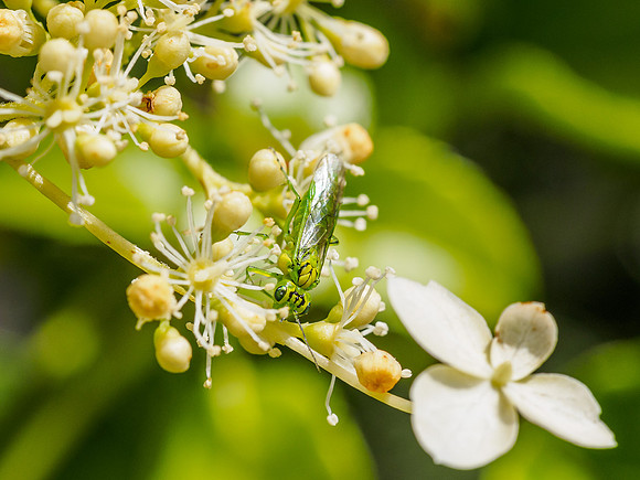 Green Sawfly (Rhogogaster viridis) [1906031]
