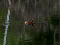 Slavonian Grebe (Podiceps auritus) (2) [1906009]