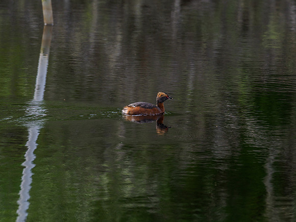 Slavonian Grebe (Podiceps auritus) (2) [1906009]
