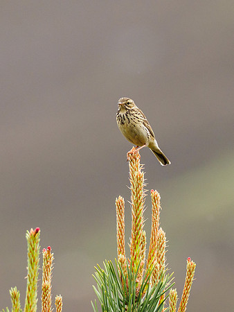 Meadow Pipit (Anthus pratensis) (1) [1906022]