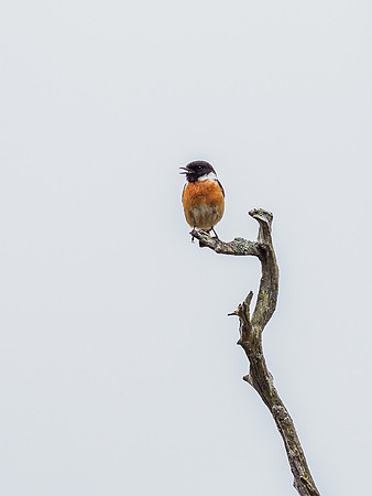 Male Stonechat (Saxicola rubicola) [1906024]