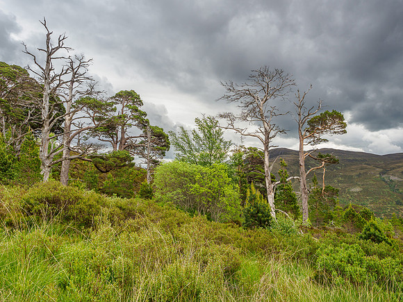 Glen Cannich View (2) [1906025]