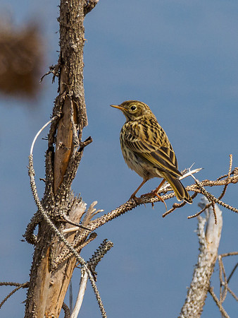 Meadow Pipit (Anthus pratensis) (2) [1906049]