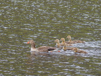 Greylag Goose and Goslings (Anser anser) [1906017]