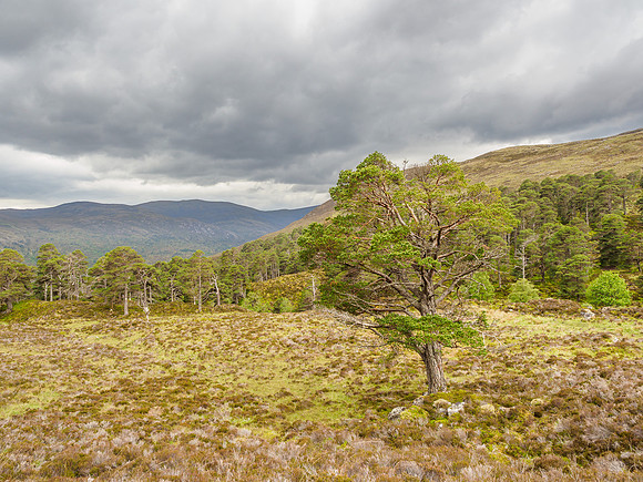 Glen Cannich View (4) [1906028]