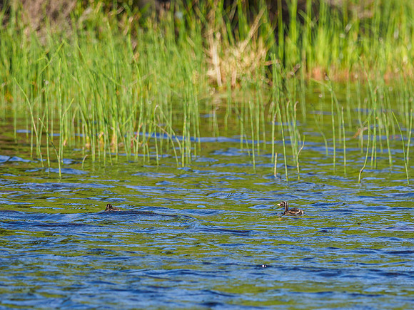 Little Little Grebes (2) [1906041]